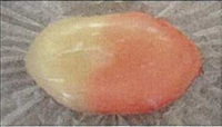 紅白水晶１.jpg